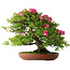 Rhododendron indicum Tenshyo, 48 cm, ± 20 jaar oud, met een nebari van 20 cm