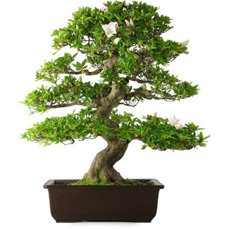 Rhododendron indicum Ai-No-Tsuki, 53 cm, ± 20 jaar oud