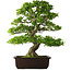 Rhododendron indicum Ai-No-Tsuki, 53 cm, ± 20 anni, con un nebari di 14 cm