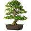 Rhododendron indicum Ai-No-Tsuki, 53 cm, ± 20 anni, con un nebari di 14 cm