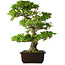 Rhododendron indicum Ai-No-Tsuki, 53 cm, ± 20 anni, con un nebari di 14 cm