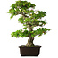 Rhododendron indicum Ai-No-Tsuki, 53 cm, ± 20 anni, con un nebari di 14 cm