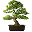 Rhododendron indicum Ai-No-Tsuki, 53 cm, ± 20 anni, con un nebari di 14 cm