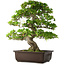 Rhododendron indicum Ai-No-Tsuki, 53 cm, ± 20 anni, con un nebari di 14 cm