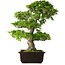 Rhododendron indicum Ai-No-Tsuki, 53 cm, ± 20 anni, con un nebari di 14 cm