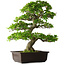 Rhododendron indicum Ai-No-Tsuki, 53 cm, ± 20 anni, con un nebari di 14 cm