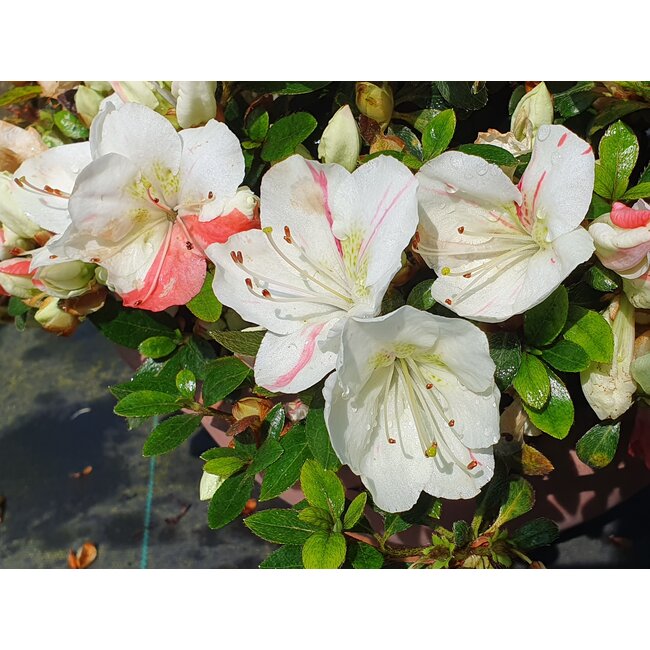 Rhododendron indicum Sansai, 25 cm, ± 25 Jahre alt