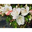Rhododendron indicum Sansai, 25 cm, ± 25 jaar oud