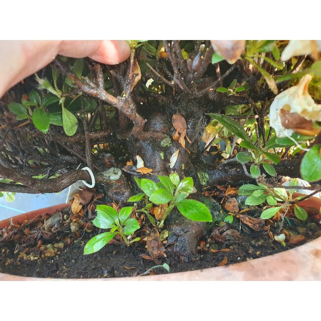 Rhododendron indicum Sansai, 25 cm, ± 25 jaar oud