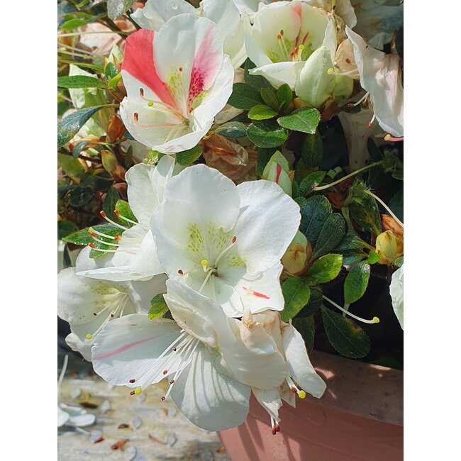 Rhododendron indicum Sansai, 30 cm, ± 25 years old