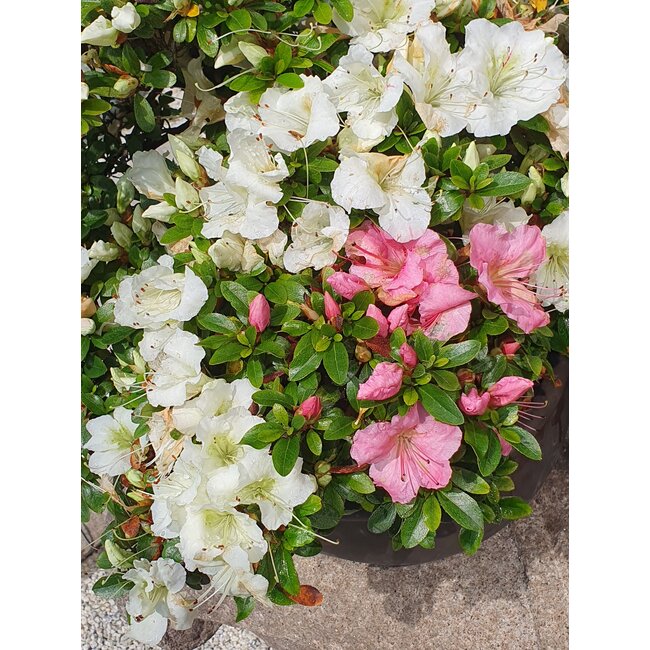 Rhododendron indicum, 62 cm, ± 15 Jahre alt