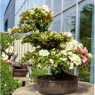 Rhododendron indicum, 62 cm, ± 15 jaar oud