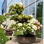 Rhododendron indicum, 62 cm, ± 15 jaar oud