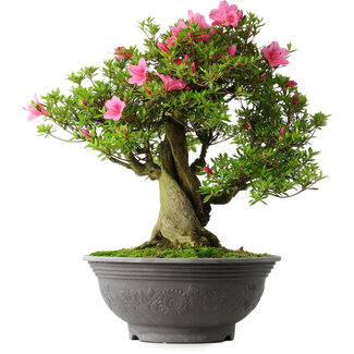 Rhododendron indicum Osakazuki, 53 cm, ± 30 jaar oud