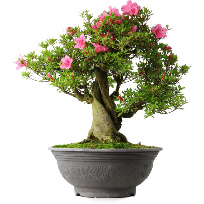 Rhododendron indicum Osakazuki, 53 cm, ± 30 jaar oud