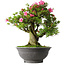 Rhododendron indicum Osakazuki, 53 cm, ± 30 jaar oud