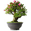 Rhododendron indicum Osakazuki, 53 cm, ± 30 jaar oud