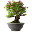 Rhododendron indicum Osakazuki, 53 cm, ± 30 jaar oud