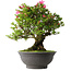 Rhododendron indicum Osakazuki, 53 cm, ± 30 jaar oud