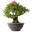 Rhododendron indicum Osakazuki, 53 cm, ± 30 jaar oud