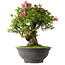Rhododendron indicum Osakazuki, 53 cm, ± 30 jaar oud