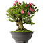 Rhododendron indicum Osakazuki, 53 cm, ± 30 jaar oud