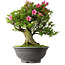 Rhododendron indicum Osakazuki, 53 cm, ± 30 jaar oud