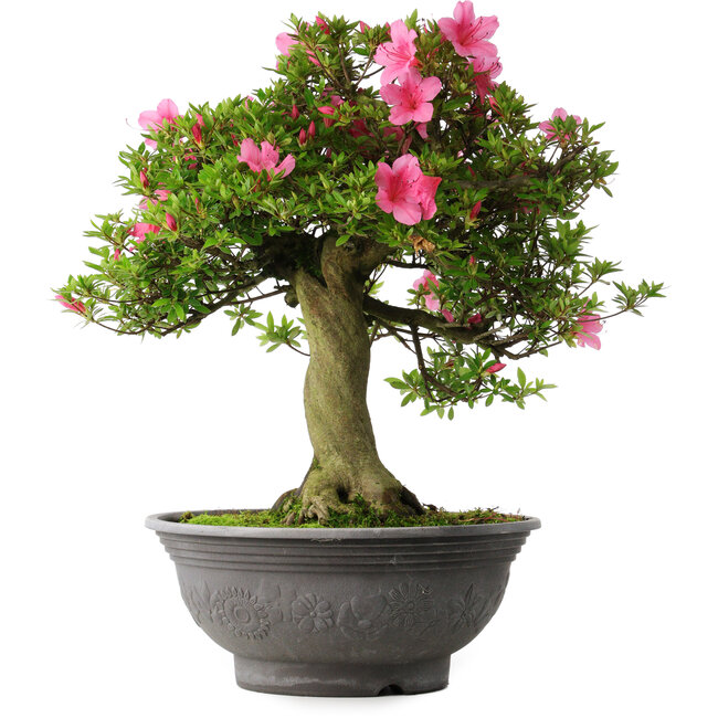 Rhododendron indicum Osakazuki, 55 cm, ± 30 jaar oud