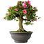 Rhododendron indicum Osakazuki, 55 cm, ± 30 jaar oud