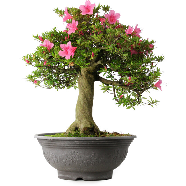 Rhododendron indicum Osakazuki, 55 cm, ± 30 Jahre alt