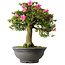 Rhododendron indicum Osakazuki, 55 cm, ± 30 jaar oud