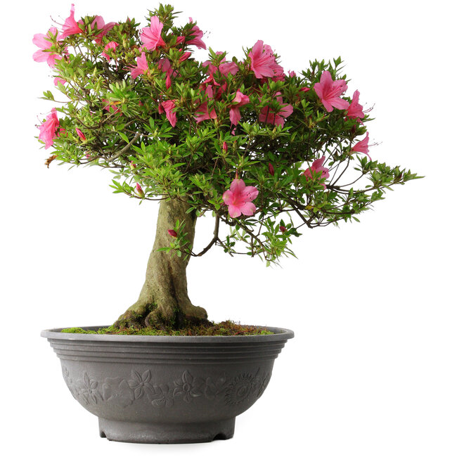 Rhododendron indicum Osakazuki, 55 cm, ± 30 years old