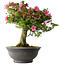 Rhododendron indicum Osakazuki, 55 cm, ± 30 jaar oud