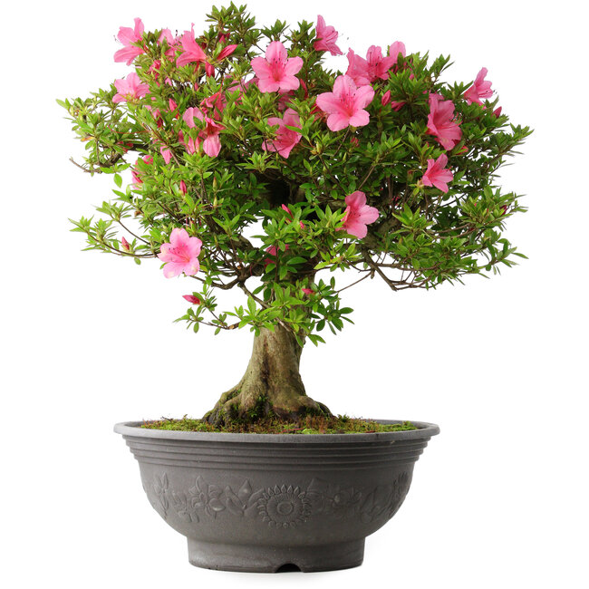 Rhododendron indicum Osakazuki, 55 cm, ± 30 years old