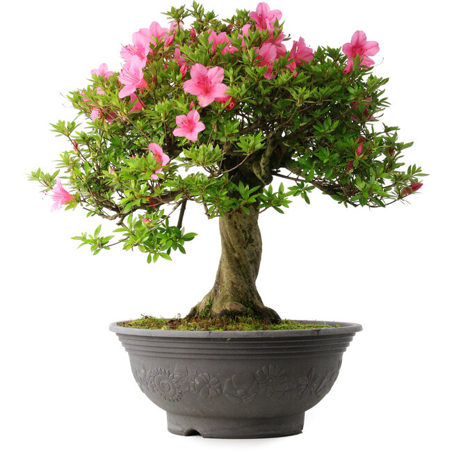 Rhododendron indicum Osakazuki, 55 cm, ± 30 Jahre alt