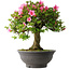 Rhododendron indicum Osakazuki, 55 cm, ± 30 jaar oud