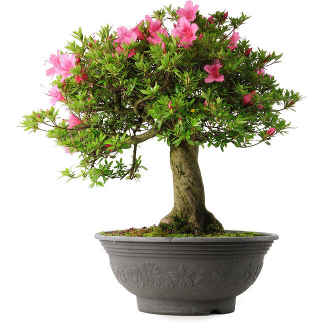 Rhododendron indicum Osakazuki, 55 cm, ± 30 Jahre alt