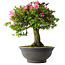 Rhododendron indicum Osakazuki, 55 cm, ± 30 jaar oud