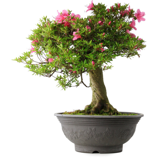 Rhododendron indicum Osakazuki, 55 cm, ± 30 years old