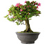 Rhododendron indicum Osakazuki, 55 cm, ± 30 jaar oud