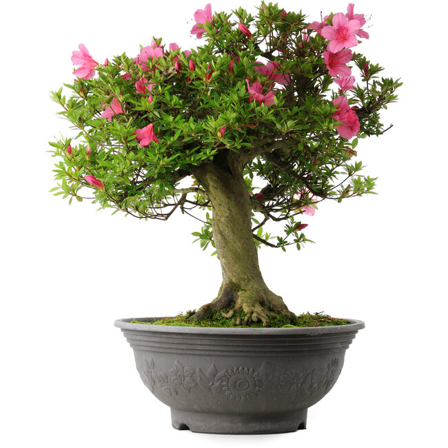 Rhododendron indicum Osakazuki, 55 cm, ± 30 years old