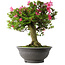 Rhododendron indicum Osakazuki, 55 cm, ± 30 jaar oud