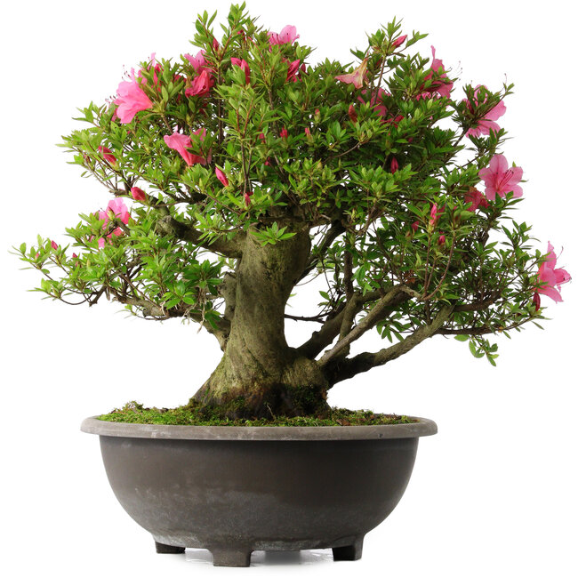 Rhododendron indicum Osakazuki, 52 cm, ± 30 jaar oud