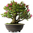 Rhododendron indicum Osakazuki, 52 cm, ± 30 Jahre alt