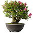 Rhododendron indicum Osakazuki, 52 cm, ± 30 jaar oud