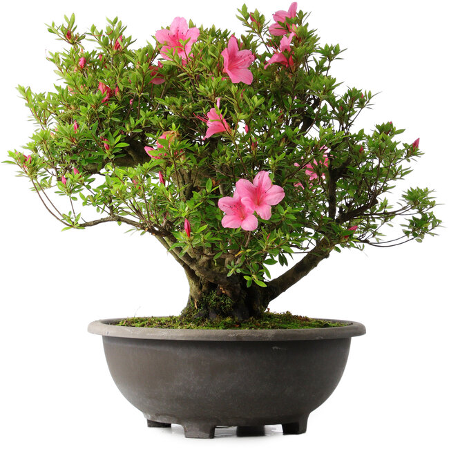 Rhododendron indicum Osakazuki, 52 cm, ± 30 Jahre alt