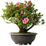 Rhododendron indicum Osakazuki, 52 cm, ± 30 Jahre alt