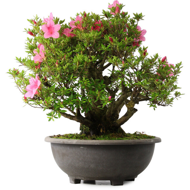 Rhododendron indicum Osakazuki, 52 cm, ± 30 Jahre alt
