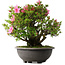 Rhododendron indicum Osakazuki, 52 cm, ± 30 jaar oud