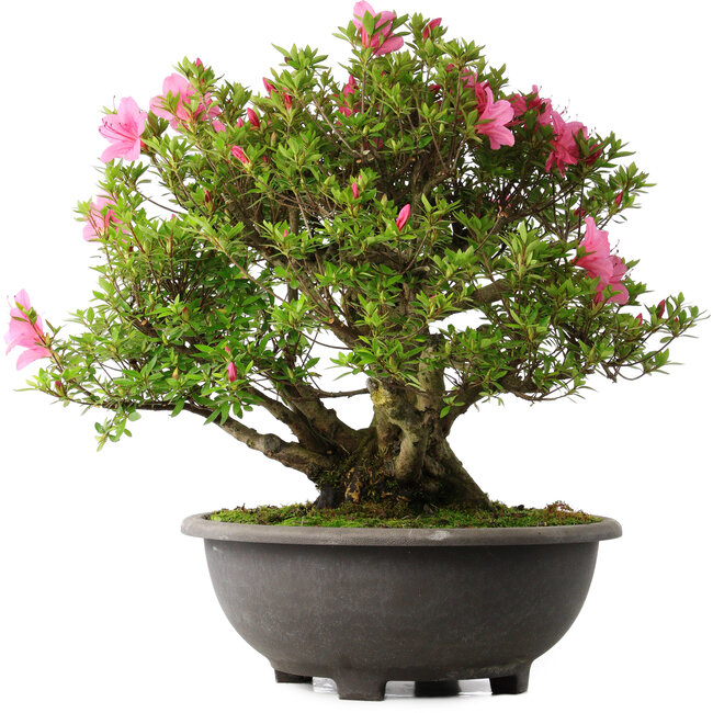 Rhododendron indicum Osakazuki, 52 cm, ± 30 Jahre alt
